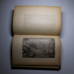 N25.4 Misery Size Humanity Primitive 1889 Illustrated Anthropology Mrs. Meunier