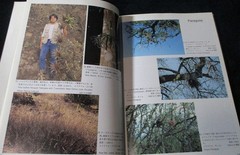 NEW TILLANDSIA HANDBOOK Shimizu-Takizawa 1998 Air Plants Japanese-English SCARCE