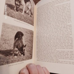 Winifred Gibson Strickland Expert Obedience Training for Dogs HC Rev Illus