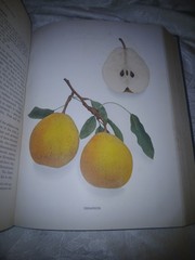 THE PEARS OF NEW YORK U.P. Hedrick 80 color plates 1921 First Ed
