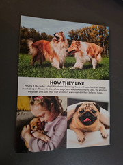 A Dog’s Life-Special Edition Magazine by Paw Print-How They Think, Feel & Thrive