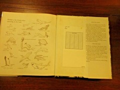 Islands Of The Tiny Deer by Julian May Illustrated by Rod Ruth Wildlife FL Keys