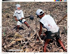 Stephen Shames – CHILD LABOR Zine – 28 pages – 5.5 x 8.5 inches BLM Zine