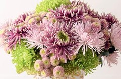 Chrysanthemums: Beautiful Varieties for Home and Garden (Flowers), Slade, Naomi,