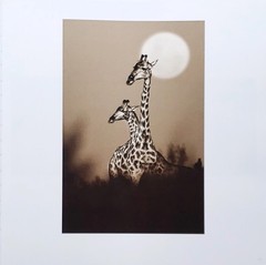 Homage by Graham Springer First Edition 2015