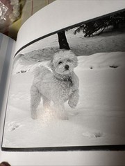 HOUND FOR THE HOLIDAYS: A BARK AND SMILE BOOK (BARK & By Kim Levin – Autographed