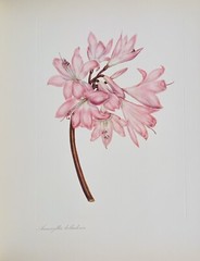 Arabella Roupell Pioneer Artist Of Cape Flowers Allan Bird 1st EDT 291/625 Sigd.