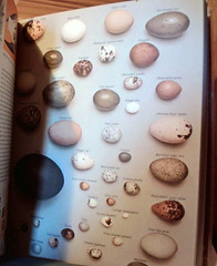OLD 1964 : James Fisher and Roger Tory Peterson : The World Of Birds No 232 Sign