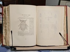 The Insect Book by Leland O. Howard, Ph.D. HC 1903 Red Leather/Green Cloth