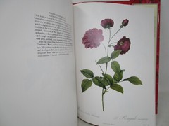P. J. Redoute Redoute’s Roses 167 Full Page Paintings 1990