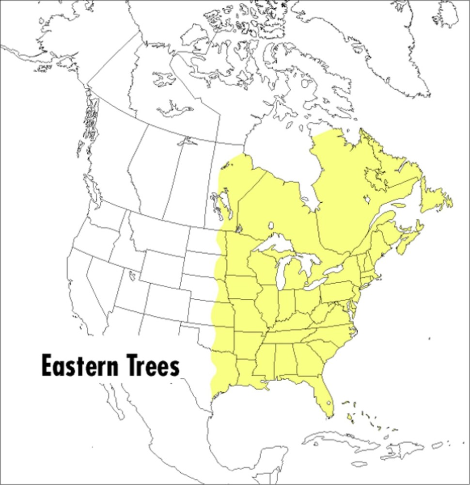A Peterson Field Guide To Eastern Trees: Eastern United States and Canada, I…