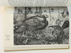 The American Wild Turkey Henry E. Davis 1984 Old Masters Reprint 🦃RARE Classic