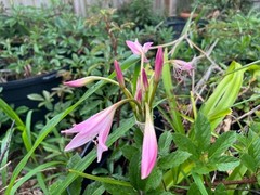 Jumbo (22+ cm) X POWELLII Crinum Lily Bulb – US Seller!