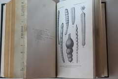 1921 Cushman Foraminifera of the Philippine Adjacent Seas Smithsonian Rebound