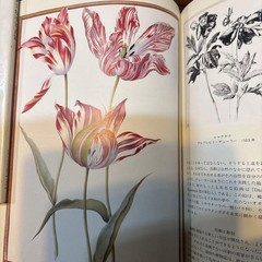 Botanical Art Book Flowers & Cultural History Rees de Bray 30cm x 22cm