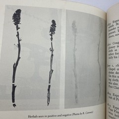Ian Graham Wilson The Turin Shroud Hardback Book 1978