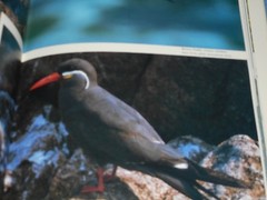 Ocean Birds Lars Lofgren 1984 HC/DJ 1st Edition Orinthology SEABIRDS Textbook