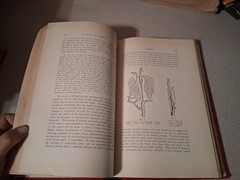 Text Book of Comparative General Pathology Professor Dr Th Kitt Theodor 1906