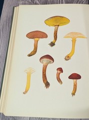 Icones Farlowianae – 1929 Farlow Fungi Mushrooms 103 Color Plates – Large Folio