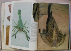 1st Ed PREHISTORIC ANIMALS Ellis Owen 1975 HC/DJ LIFE BEFORE MAN DINOSAUR BOOK