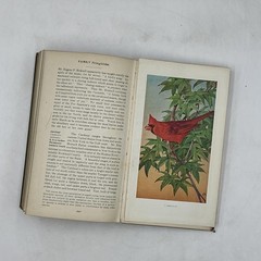 Vintage Field Book Of Wild Birds And Their Music Mathews HC Revised 1921 USA