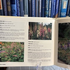 Essential Gardening Ser.: Essential Perennials by Derek Fell (1989, Hardcover)
