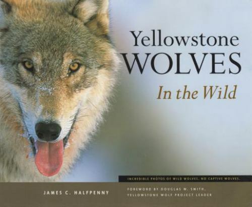 Yellowstone Wolves in the Wild – Paperback By Halfpenny Dr, James C – GOOD