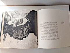 BULLS OF IBERIA by ROBERT VAVRA 1ST EDITION. 1972 HARDCOVER