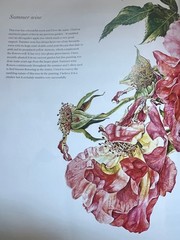 Rosie Sanders’ Roses A Celebration in Botanical Art Hardcover w Dust Jacket VGC!