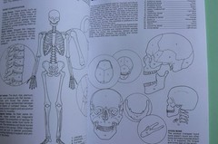 Dover HUMAN ANATOMY Coloring Book,Ziemian/Matt, ALL CLEAN! 44-pages