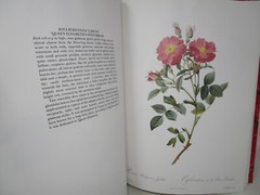 P. J. Redoute Redoute’s Roses 167 Full Page Paintings 1990