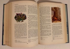 The Living Bible Holman Illustrated Edition -Paraphrased 1973 Tyndale Color pics