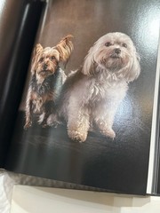 4 Dog Books