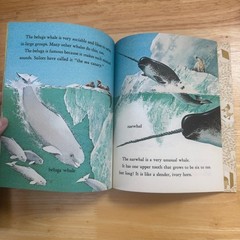Little Golden Book Whales Jane Werner Watson Illustrated Rod Ruth 1978