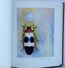 2008 THEATER of INSECTS Jo Whaley hb/128pp/ART – BUTTERFLIES – INSECTS – UNIQUE