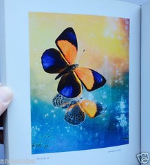 2008 THEATER of INSECTS Jo Whaley hb/128pp/ART – BUTTERFLIES – INSECTS – UNIQUE