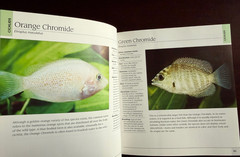 500 Freshwater Aquarium Fish: A Visual Reference Most Popular Species HC NICE!