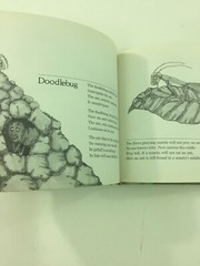 Bugs : Poems – Mary Ann Hoberman (1976, Hardcover)