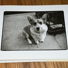 Why We Love Dogs: A Bark & Smile Book by Kim Levin, 1998