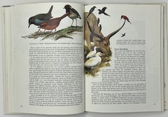 World Of Birds: New & Revised Ed. by James Fisher & Roger Tory Peterson HC w/ DJ