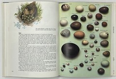 World Of Birds: New & Revised Ed. by James Fisher & Roger Tory Peterson HC w/ DJ