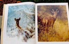 Noah’s Ark Rien Poortvliet First US Edition Abrams 1986 Illustrated HC Oversized