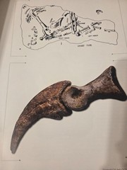 The World of Dinosaurs: An Illustrated Tour by Mark A Norell: Used