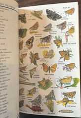 Field Guide to Western Butterflies by Paul A. Opler (1999, Trade Paperback)