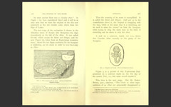 Witness of the Stars by E.W. Bullinger – Bible Commentary Scripture Study E-Book