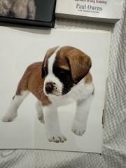 4 Dog Books