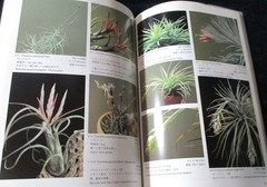 NEW TILLANDSIA HANDBOOK Shimizu-Takizawa 1998 Air Plants Japanese-English SCARCE