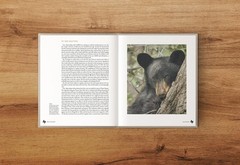 Deep in the Heart: A Texas Wildlife Story by Ben Masters