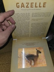 Dan Kainen Carol Kaufmann Safari: A Photicular Book HC Workman 1st Ed 2012