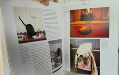 The Complete Cat Book by Paddy Cutts 1999 Barnes & Noble